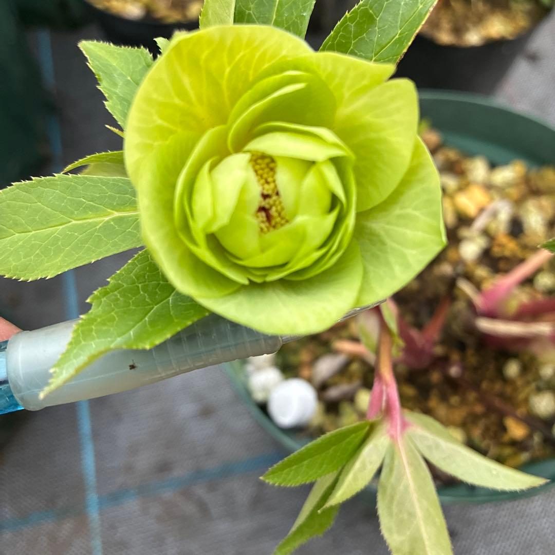 クリスマスローズ　グリーンオーレア　赤軸　開花途中　６寸