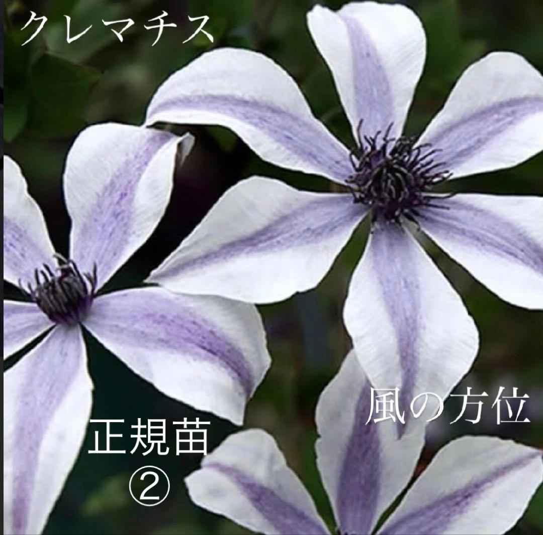 テ*ル様 クレマチス　風の方位　希少苗　② クレマチス苗