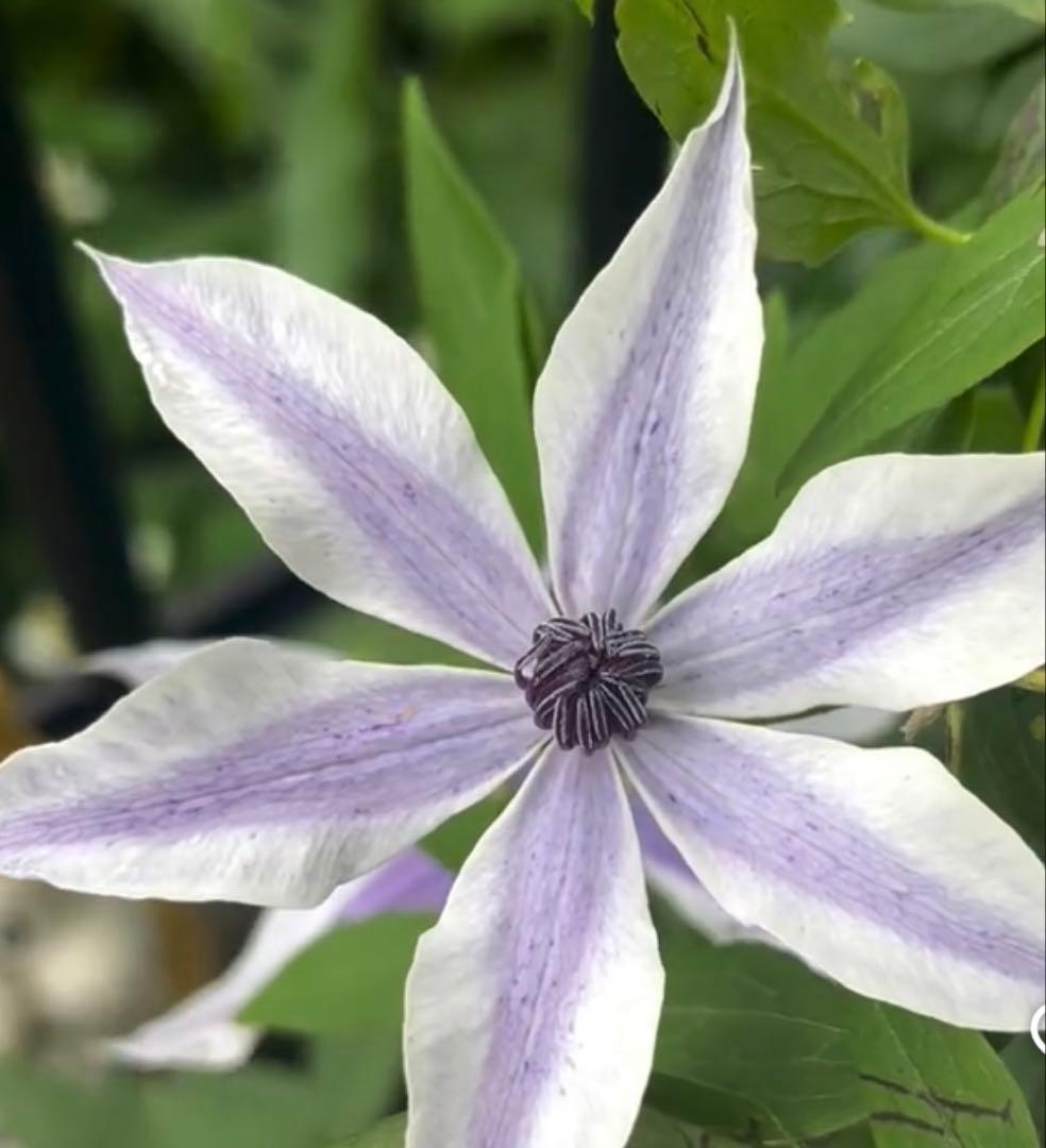 テ*ル様 クレマチス　風の方位　希少苗　② クレマチス苗