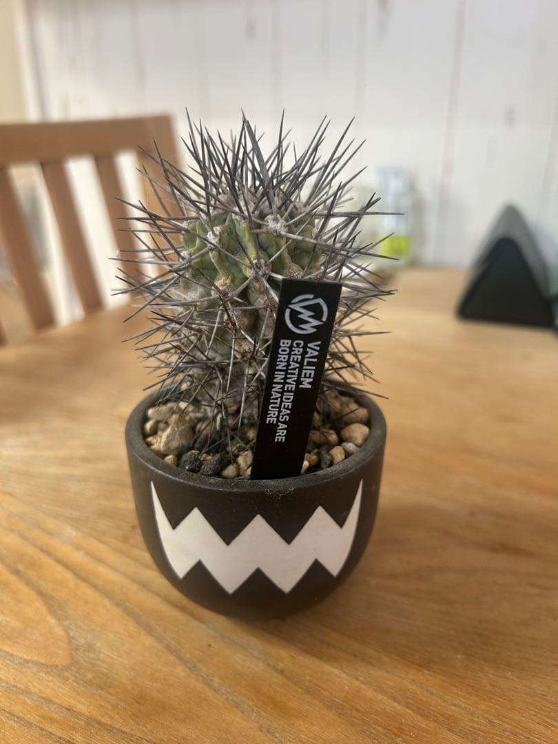 コピアポアグランディフローラ　発根済　VALIEM 植木鉢　バリエム