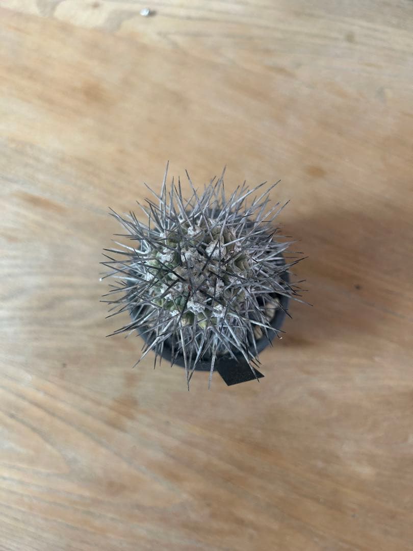 コピアポアグランディフローラ　発根済　VALIEM 植木鉢　バリエム