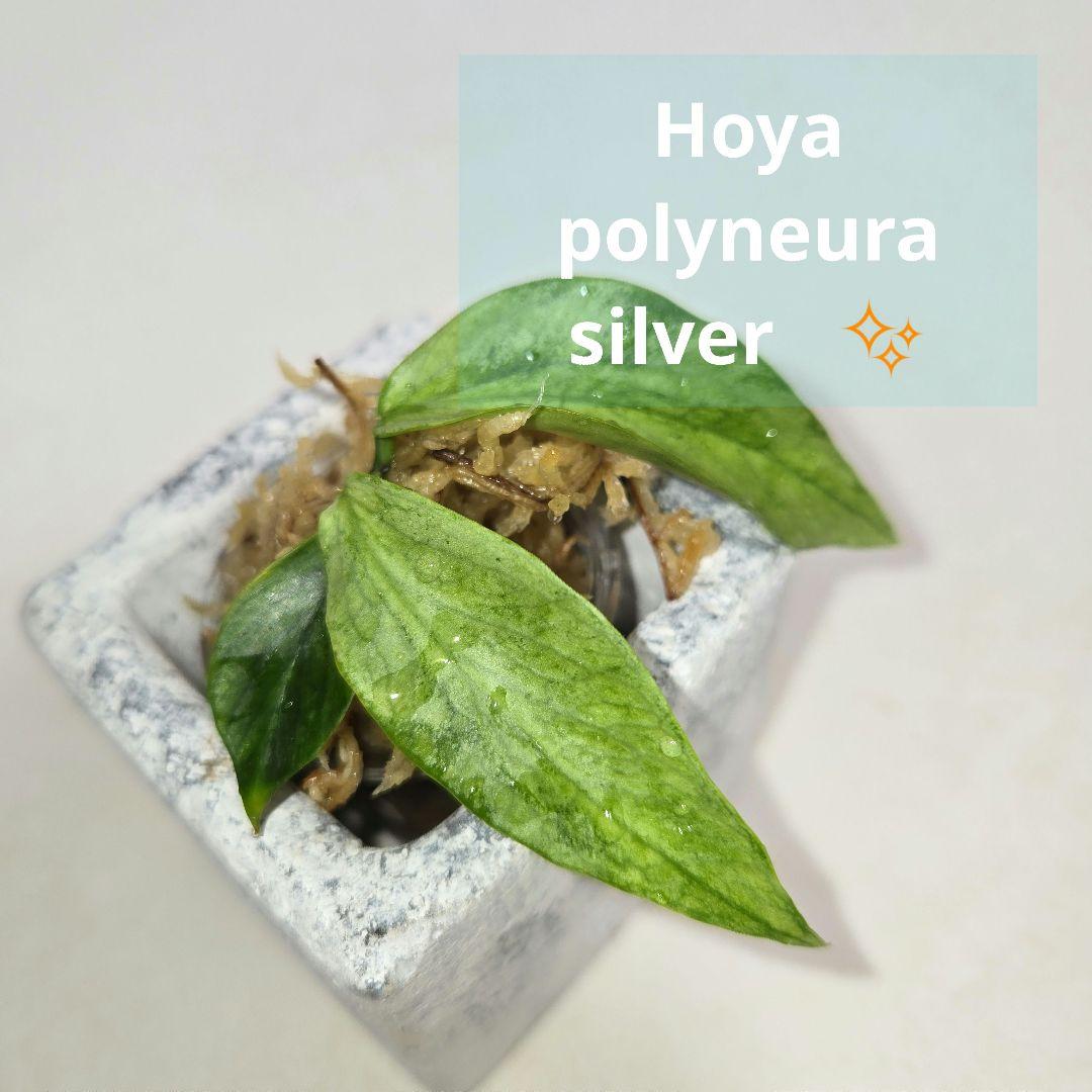 Hoya polyneura silver カット苗