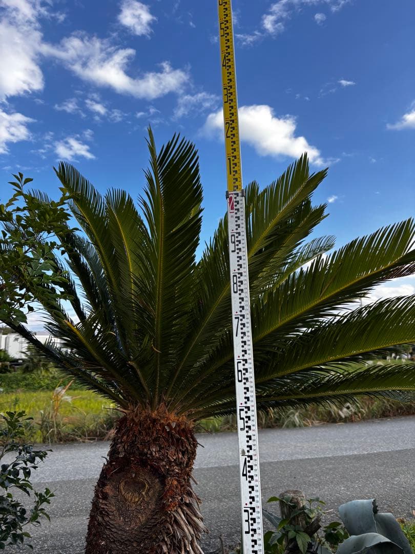 【現地引き取り限定】ソテツ 幹曲がり株 希少デザイン樹形 現品販売