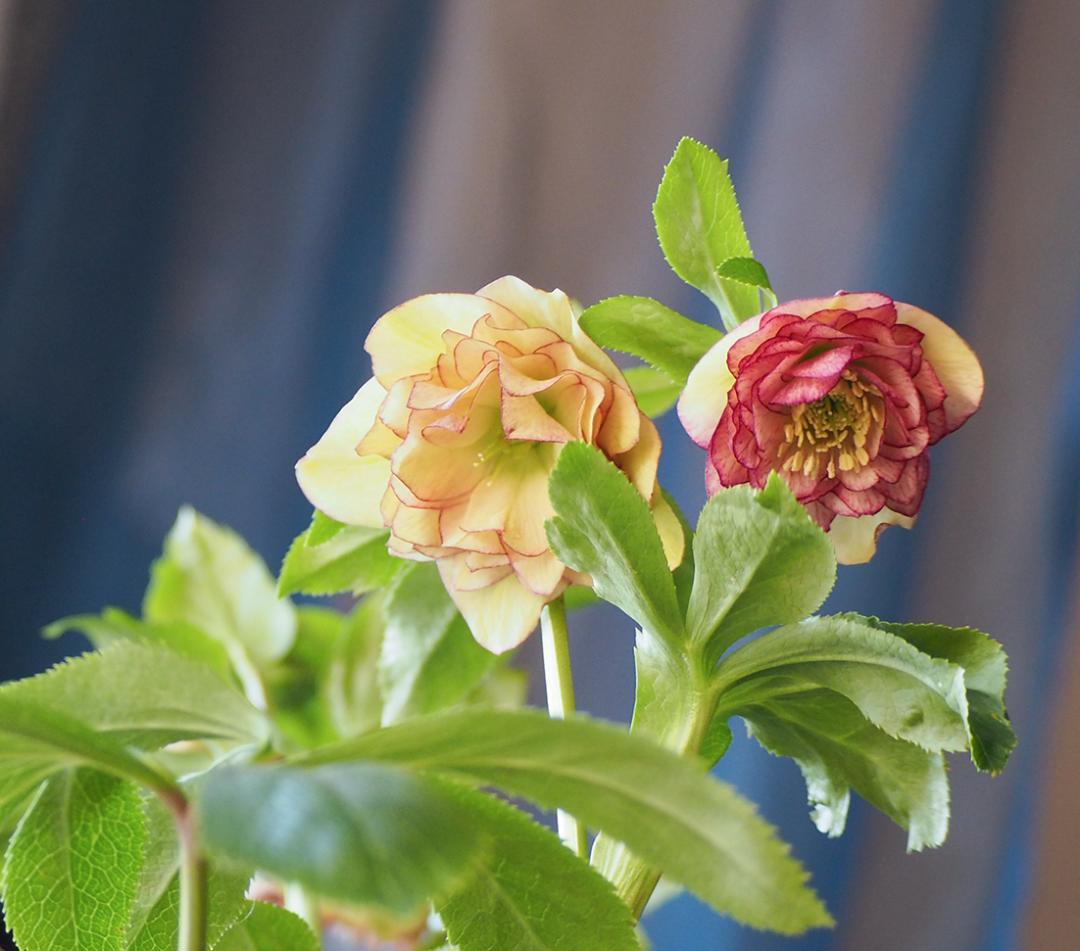 アンティーク調テラコッタ クリスマスローズのナチュラル寄せ植え