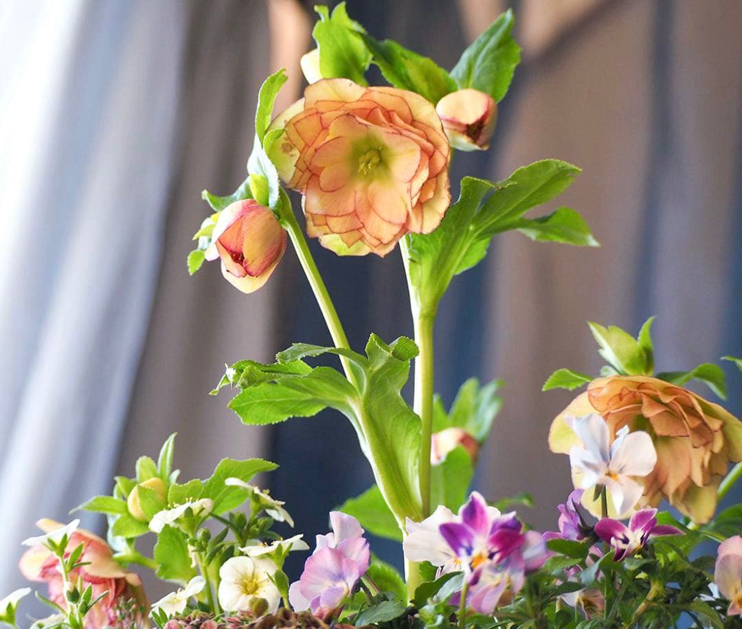 アンティーク調テラコッタ クリスマスローズのナチュラル寄せ植え