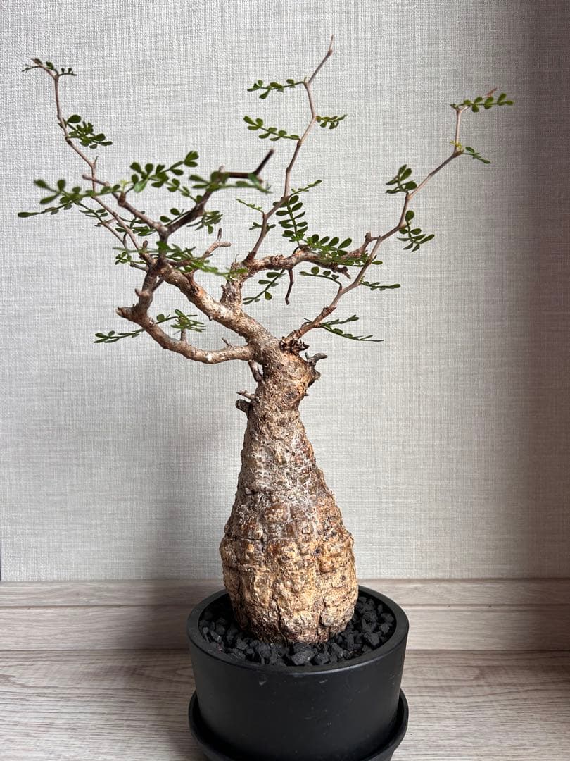 Ｒ*n様 【期間限定セール】オペルクリア・パキプス（現地株、発根済み）