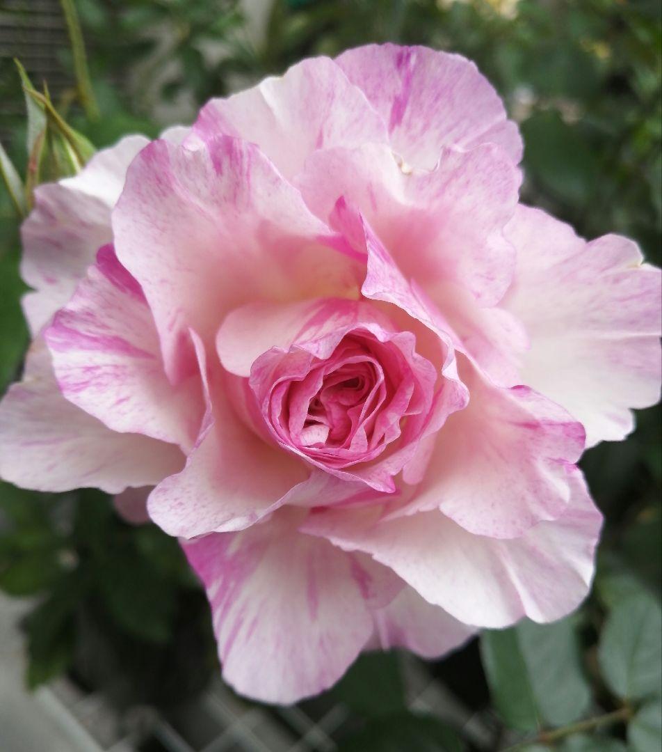 ワンコ　バラ苗