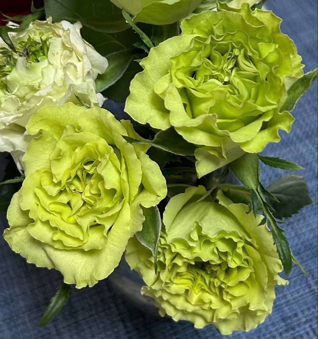 ワンコ　バラ苗