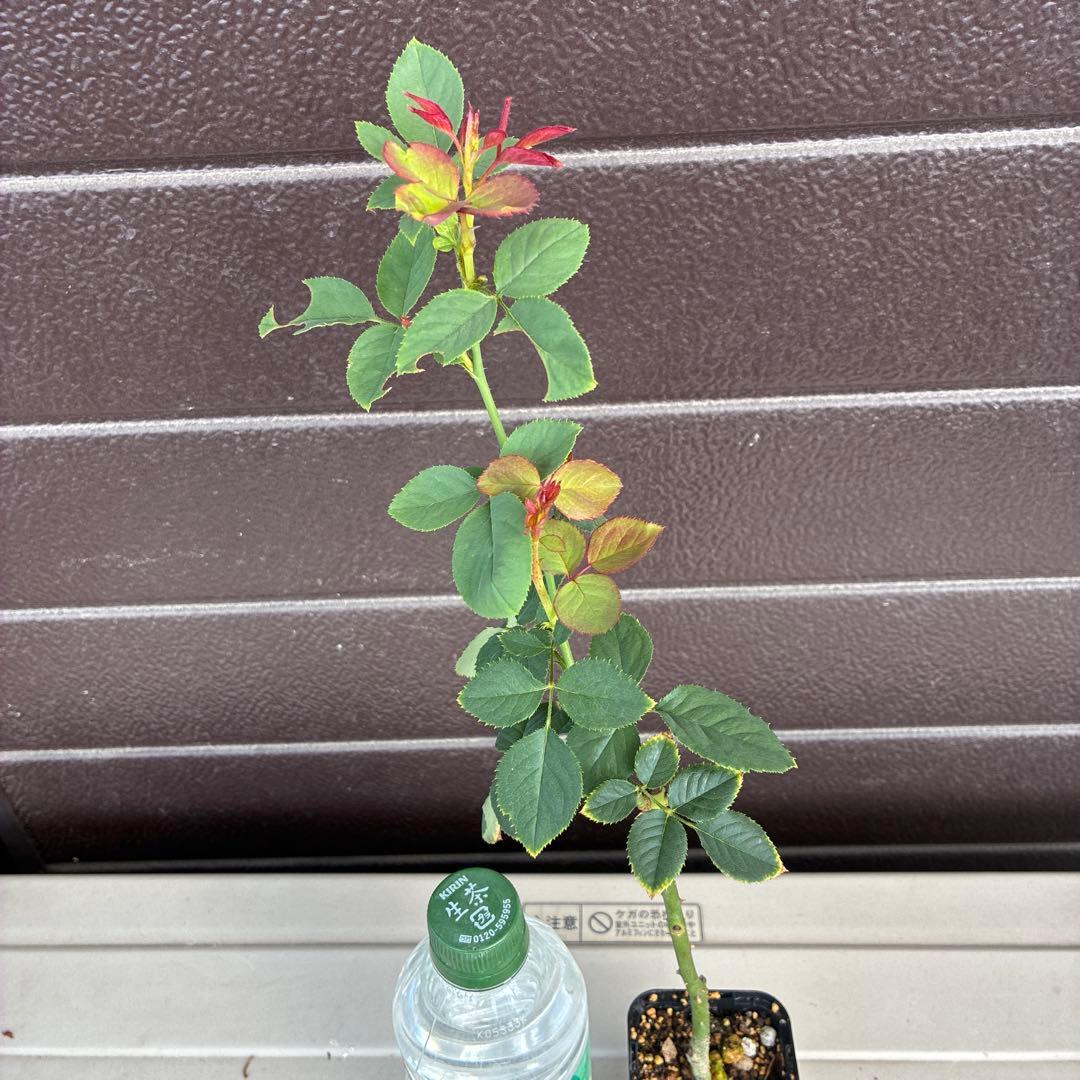 ワンコ　バラ苗