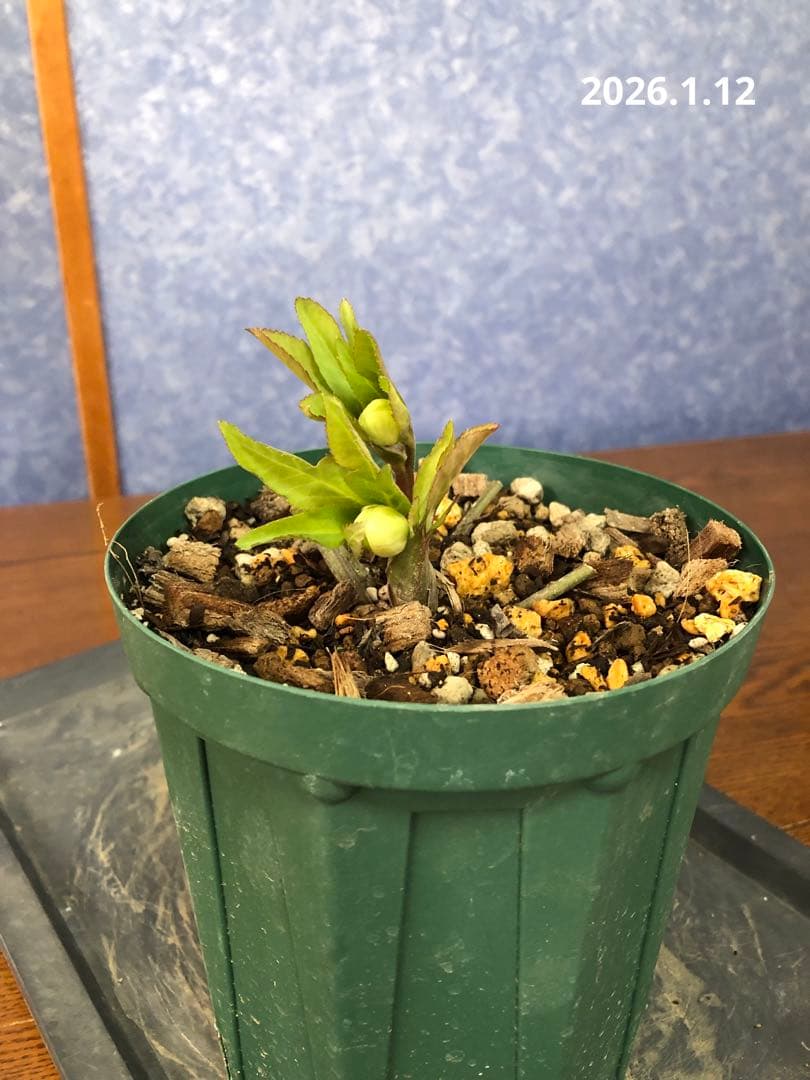 クリスマスローズ　原種　リグリクス①