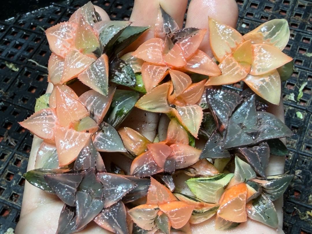 み*し様 F44 ハオルチア コレクタ 酒呑童子錦 糊斑 縞斑 極上斑錦 10株