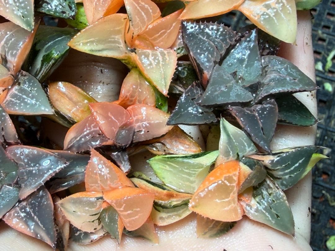 み*し様 F44 ハオルチア コレクタ 酒呑童子錦 糊斑 縞斑 極上斑錦 10株