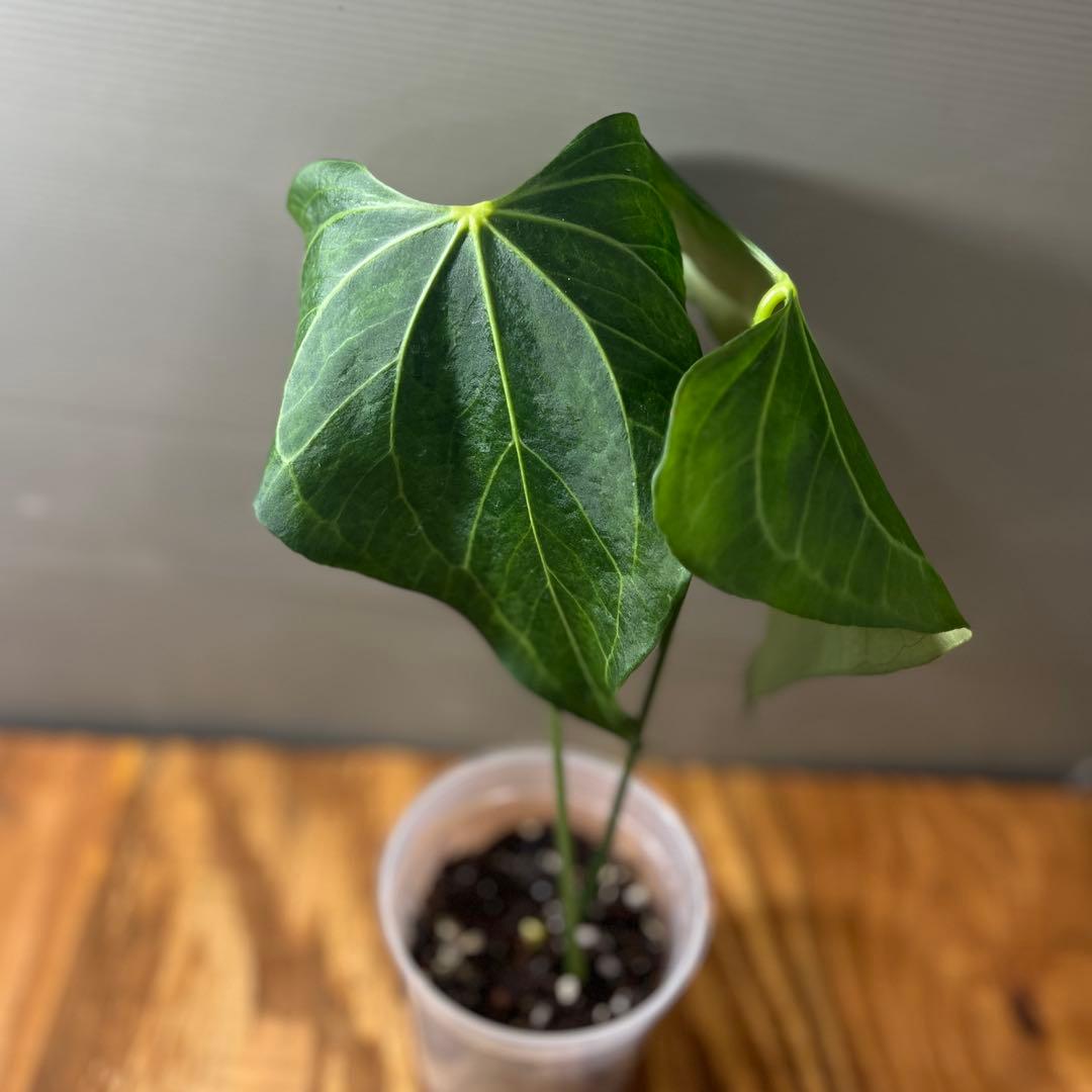 アンスリウム　デルタフォース　②