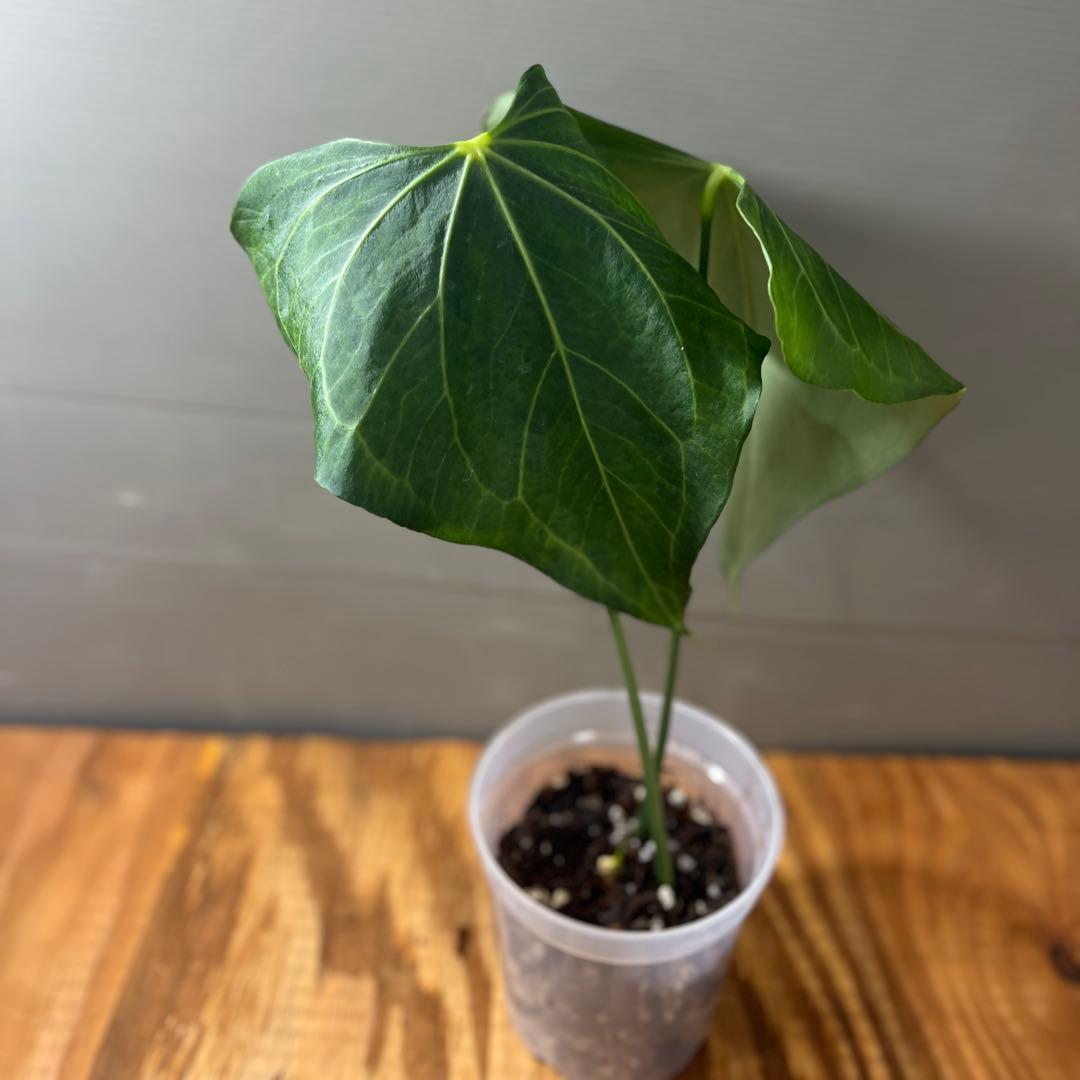 アンスリウム　デルタフォース　②