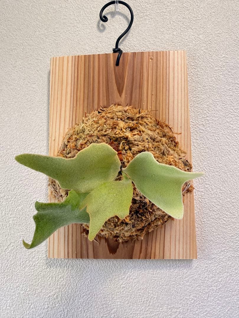 けー　ビカクシダ　ミックススポア1点