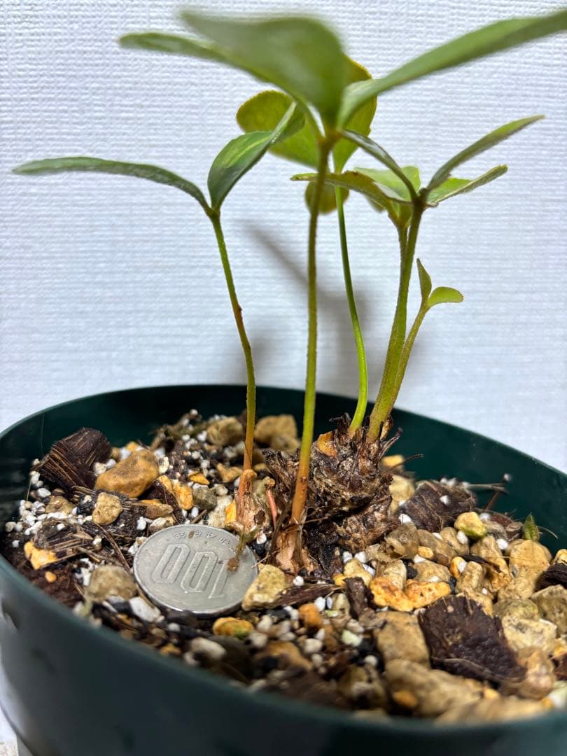 メキシコザミア斑入り　斑入りザミア　斑入りソテツ　黄金ソテツ　斑入り蘇轍