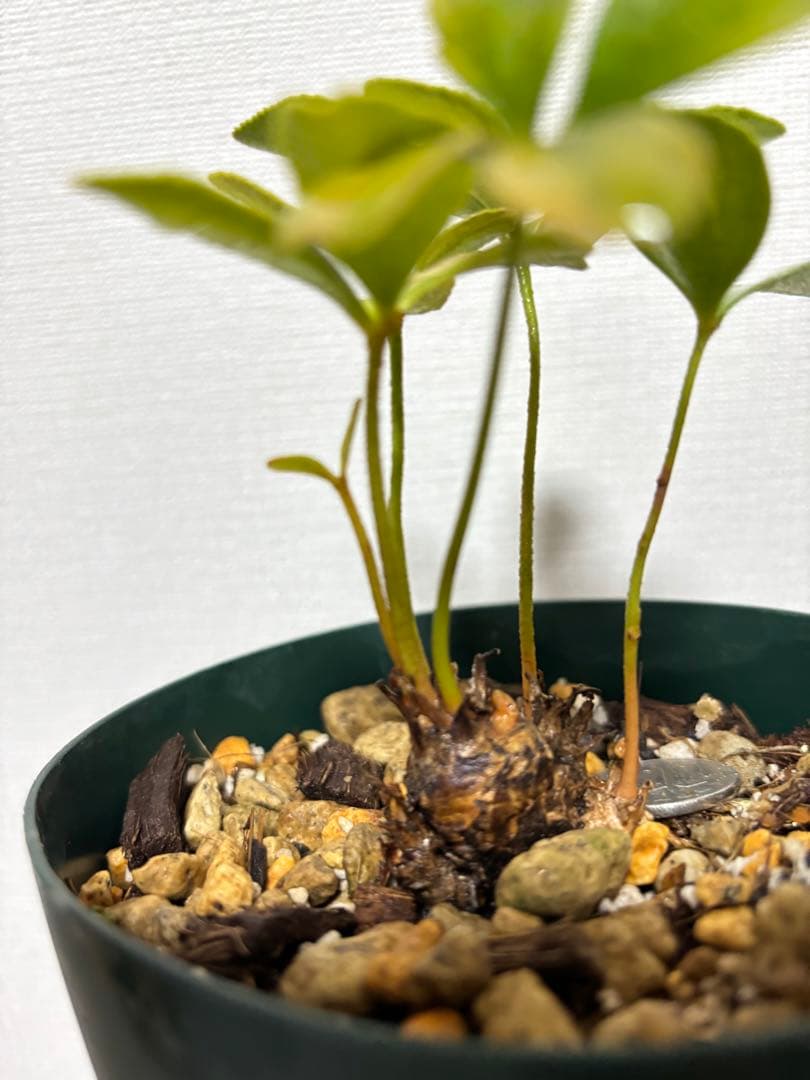 メキシコザミア斑入り　斑入りザミア　斑入りソテツ　黄金ソテツ　斑入り蘇轍