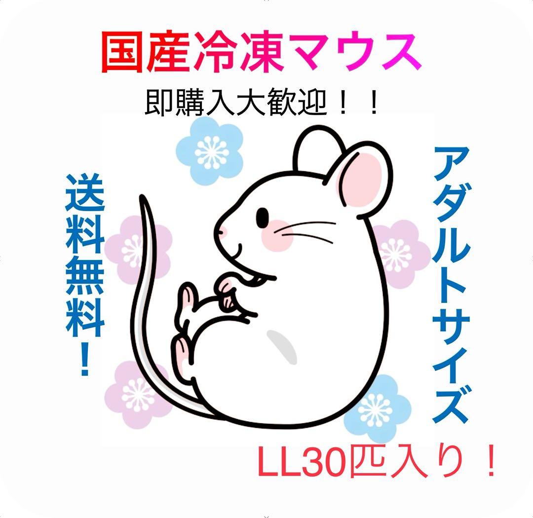 【即購入OK！】国産冷凍マウスアダルトLL30匹入@地域限定