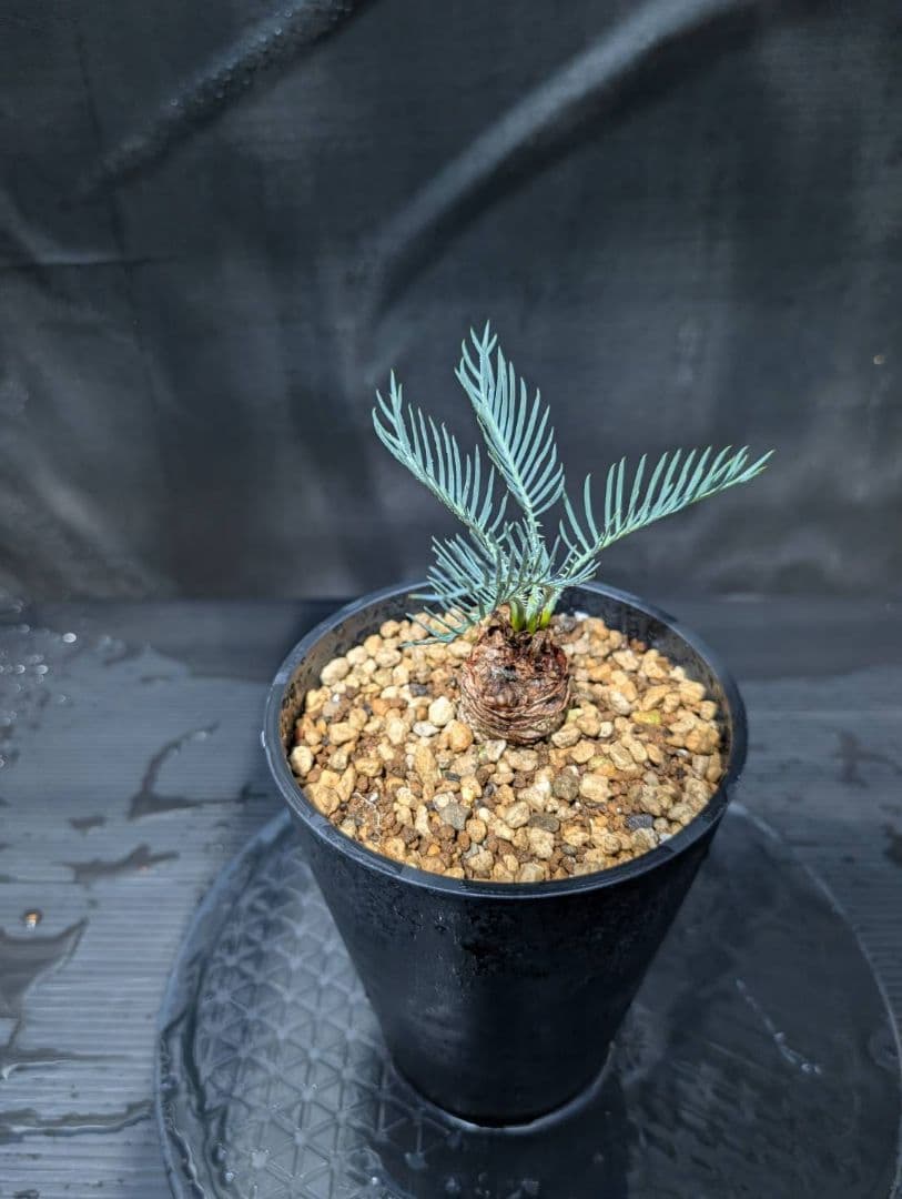 ベストセレクション ５ サイカス カイルンシアナ スーパーブルードワーフ