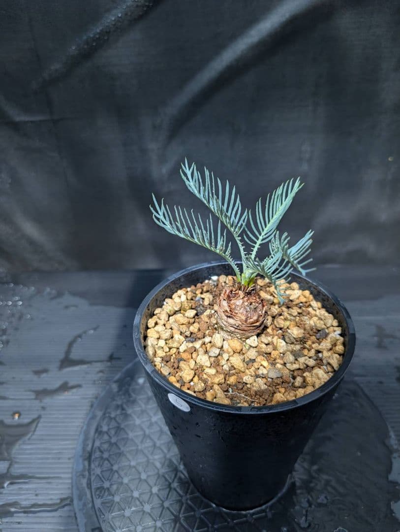 ベストセレクション ５ サイカス カイルンシアナ スーパーブルードワーフ