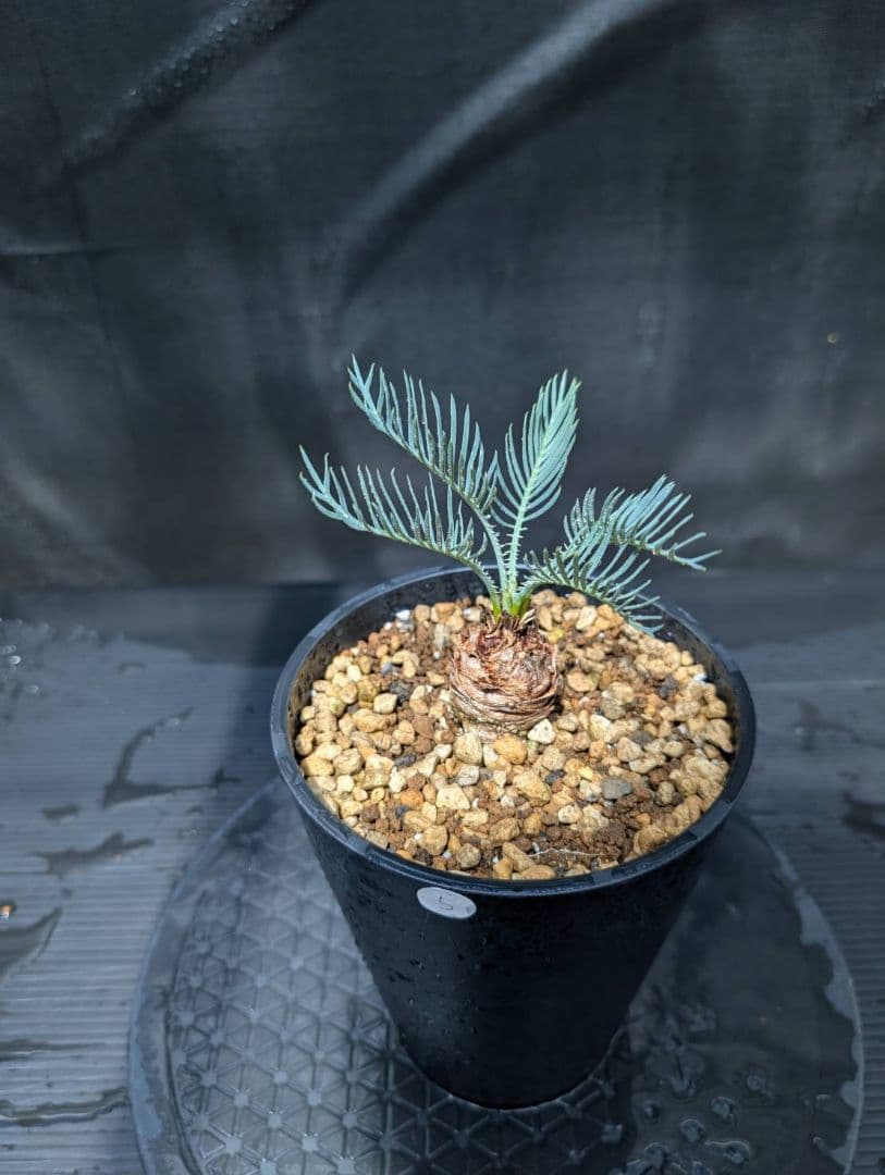 ベストセレクション ５ サイカス カイルンシアナ スーパーブルードワーフ