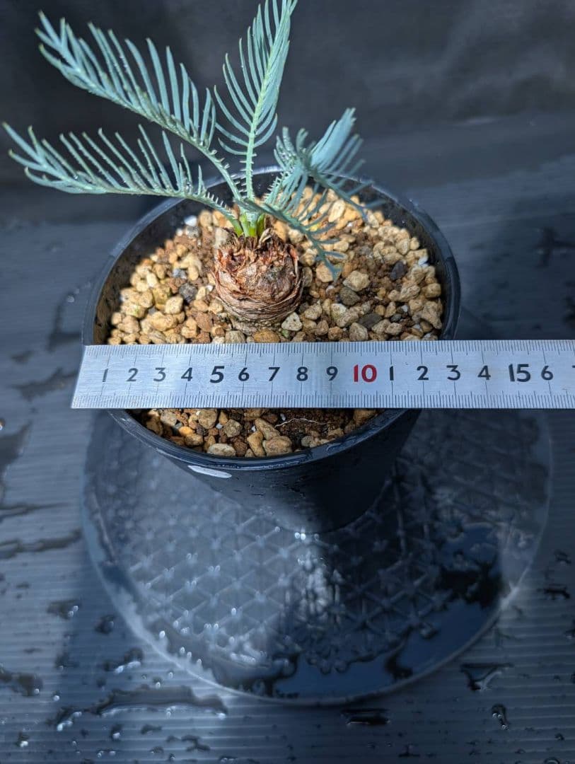 ベストセレクション ５ サイカス カイルンシアナ スーパーブルードワーフ