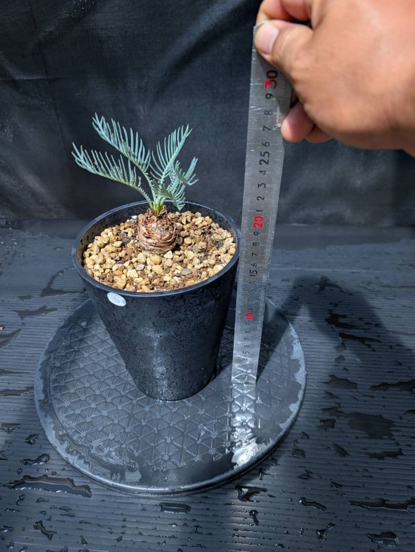 ベストセレクション ５ サイカス カイルンシアナ スーパーブルードワーフ