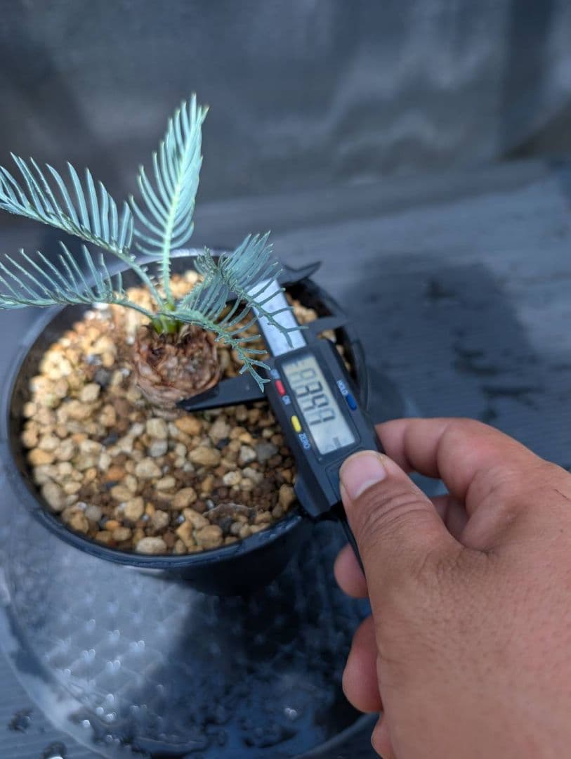 ベストセレクション ５ サイカス カイルンシアナ スーパーブルードワーフ