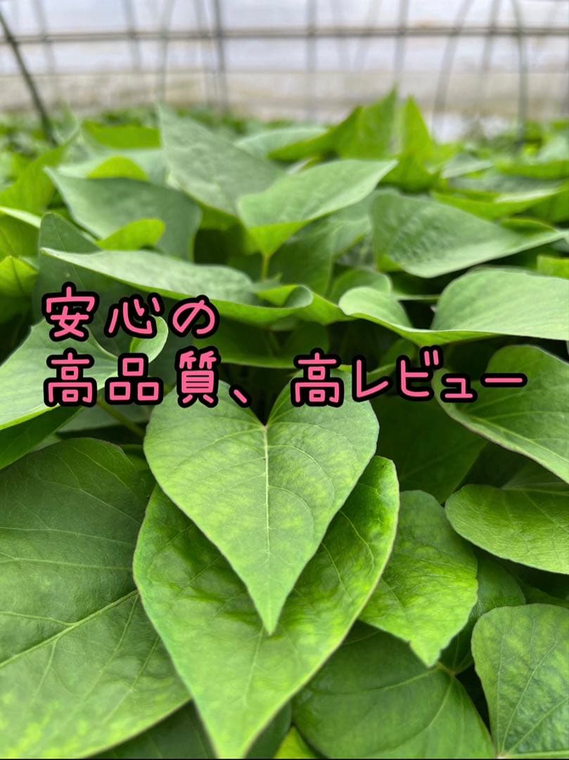 【予約受付中】紅はるか苗☆ウイルスフリー 2000本 4月下旬から発送開始