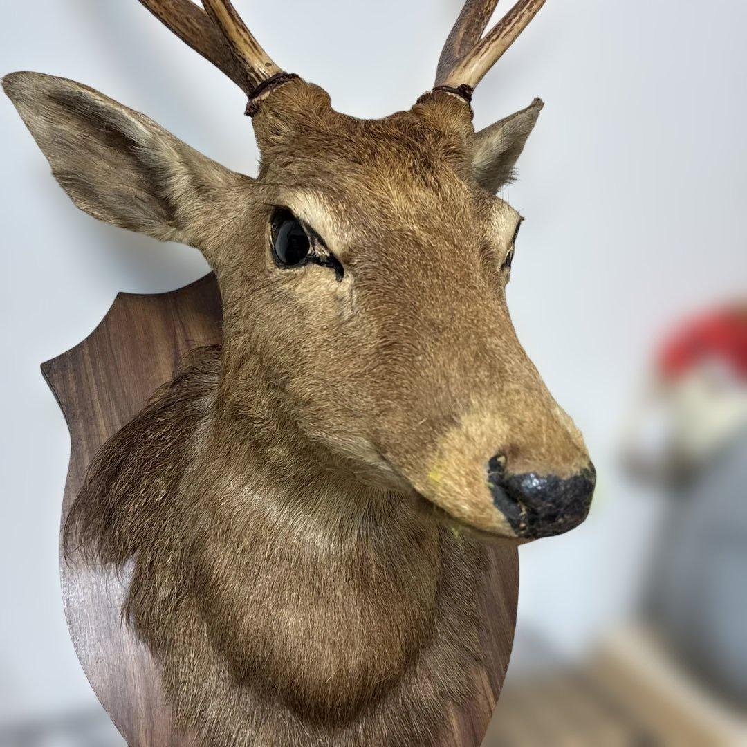 ⭐️鹿ノ剥製　ニホンジカ　壁飾り 本物 リアル⭐️