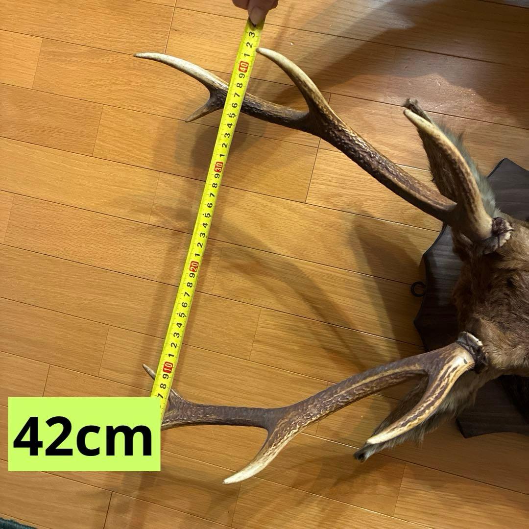 ⭐️鹿ノ剥製　ニホンジカ　壁飾り 本物 リアル⭐️