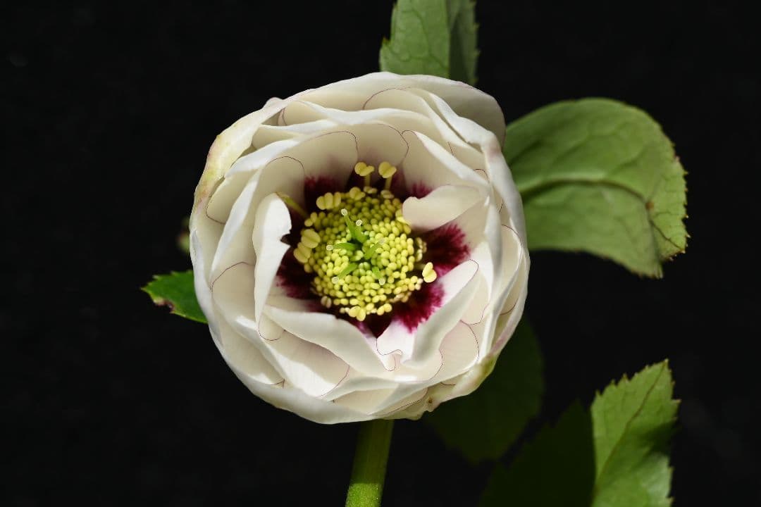 クリスマスローズ　認定毬姫　加藤農園