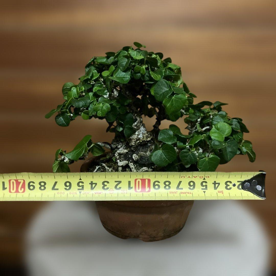 オオハマボウ　琉球盆栽　塊根