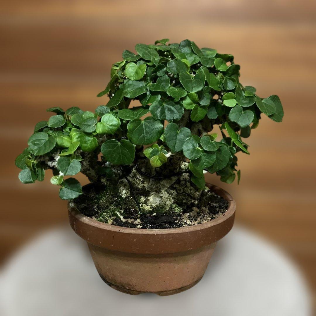 オオハマボウ　琉球盆栽　塊根