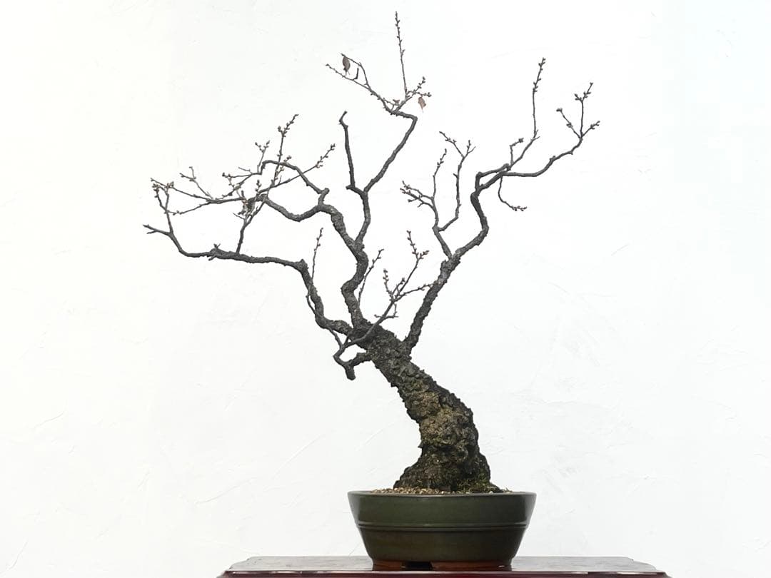 三河盆栽　野梅　盆栽