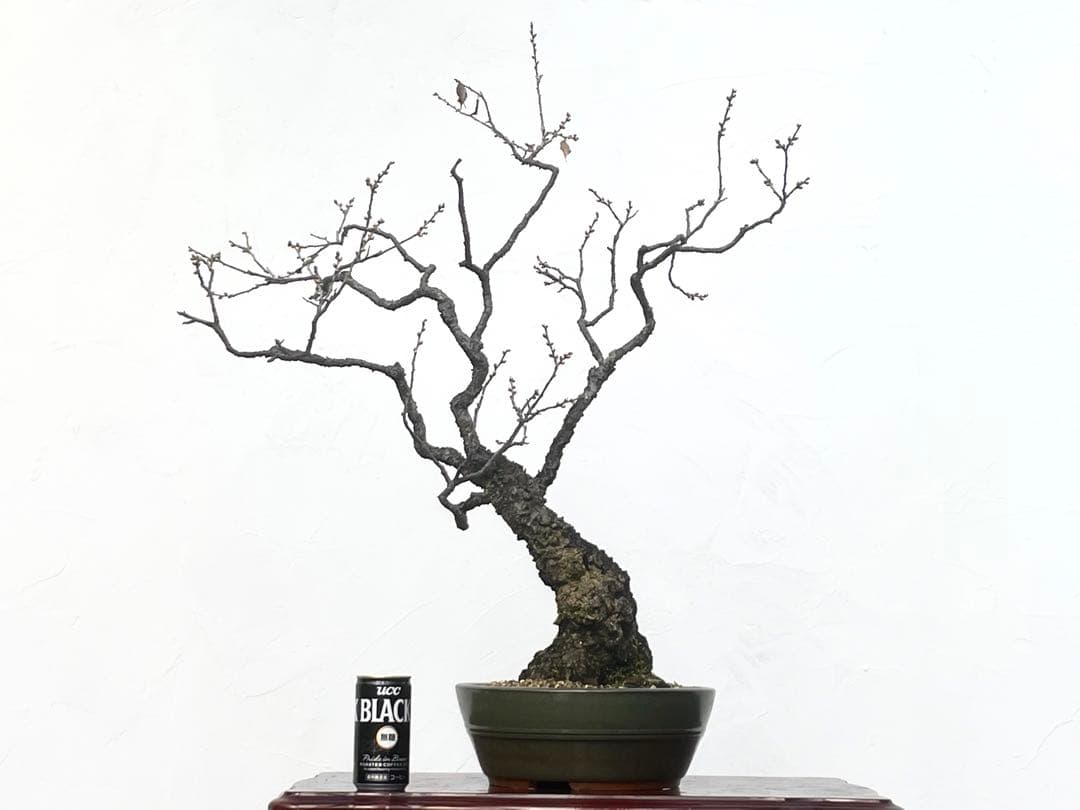 三河盆栽　野梅　盆栽