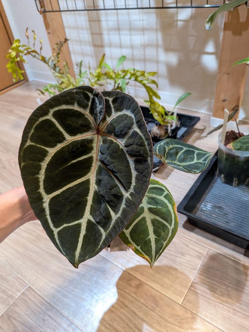 Anthurium Red Tiger アンスリウムレッドタイガー