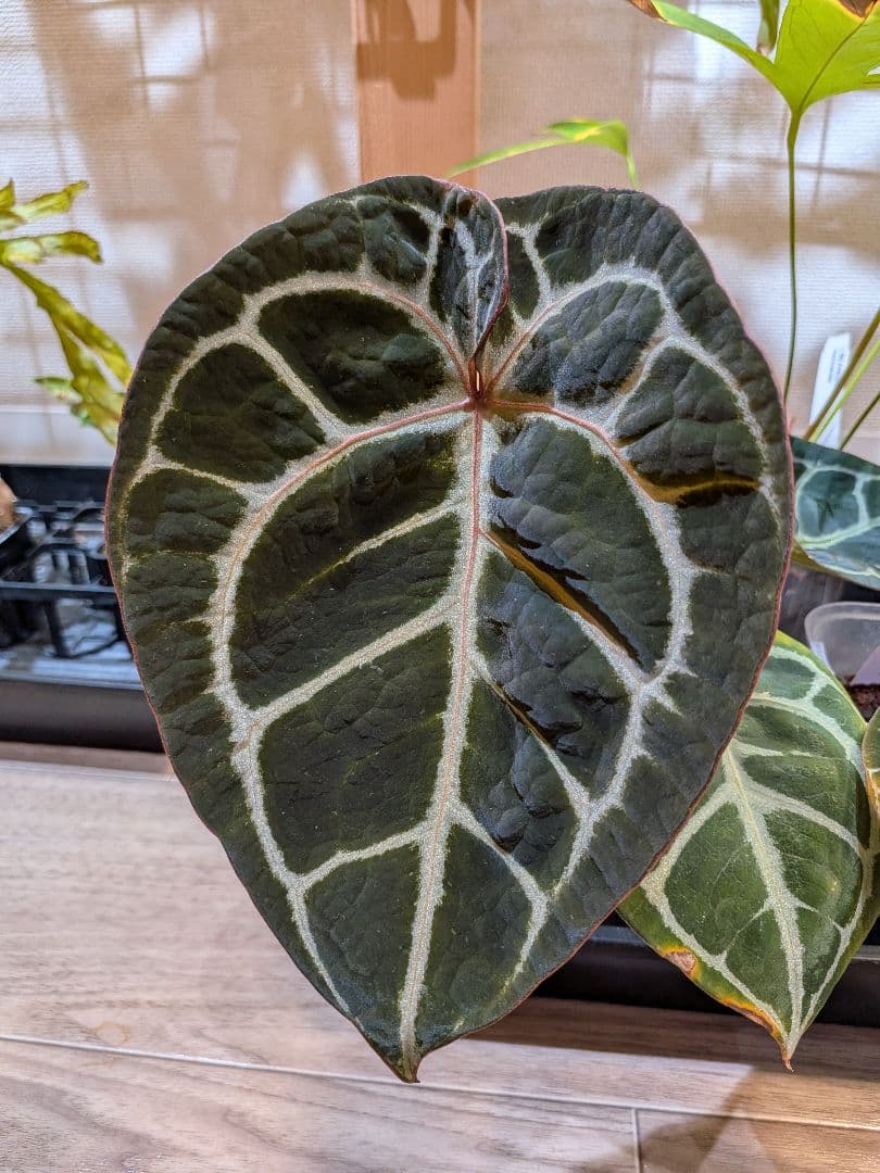 Anthurium Red Tiger アンスリウムレッドタイガー