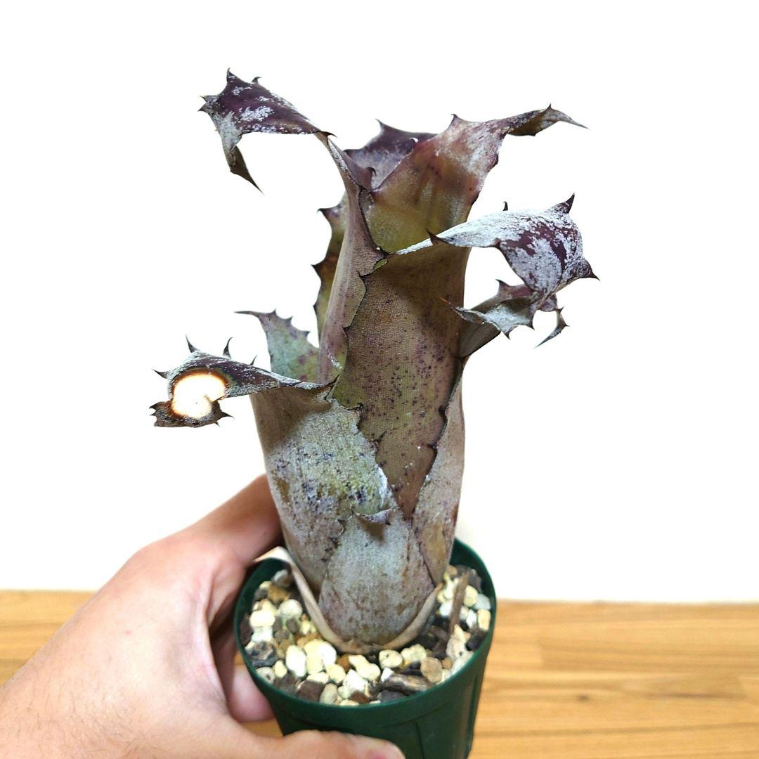 ブロメリア・エアープランツ Hohenbergia magnispina from T'sTROPICALS