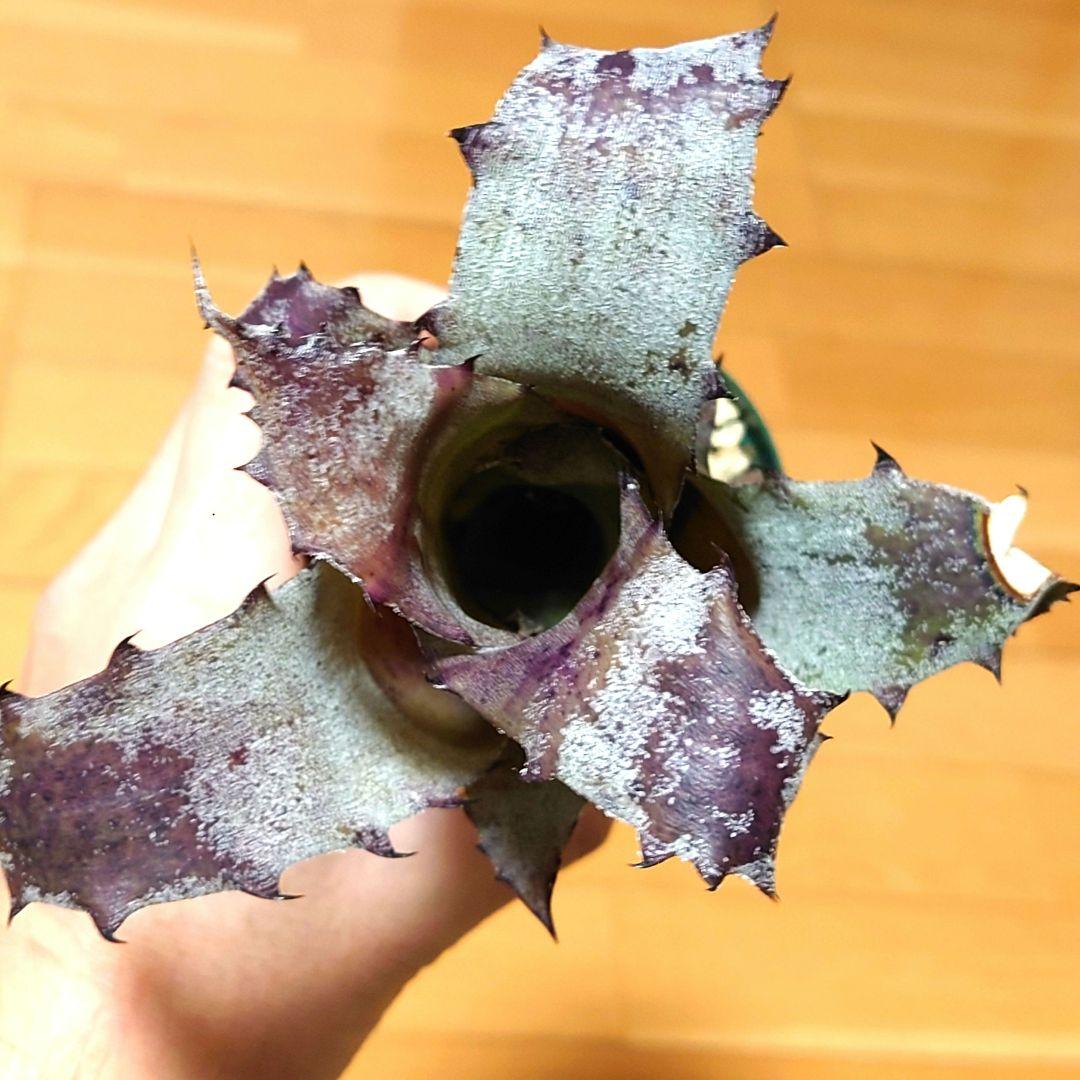 ブロメリア・エアープランツ Hohenbergia magnispina from T'sTROPICALS