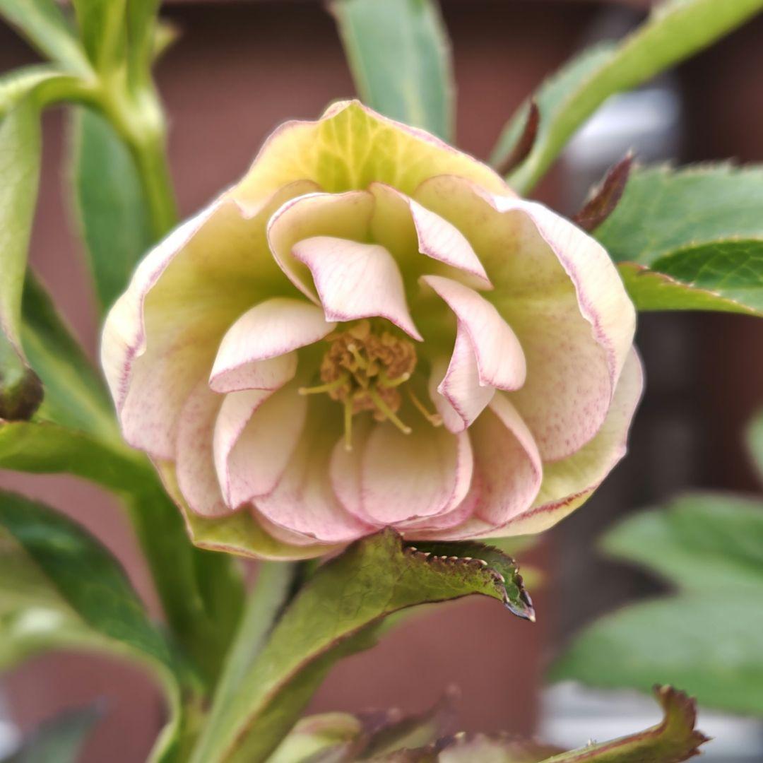 あ*ン様 クリスマスローズ 大和園 フレックルキス 株分け