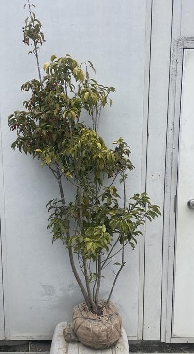 《現品》ソヨゴ　株立ち(雄雌株・オスメス株)　樹高1.7ｍ（根鉢含まず）588