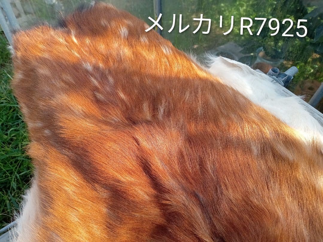 天然日本鹿　夏毛　毛皮
