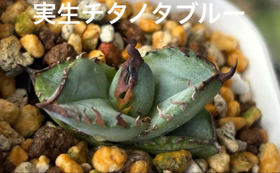 実生 チタノタブルー 検索)オアハカ オテロイ アガベ fo-076 ホリダ