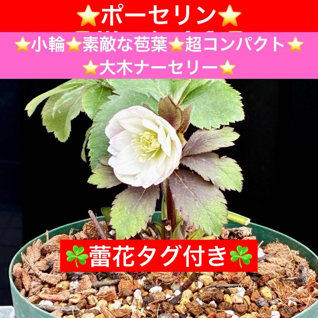 u*0様 3542☘️蕾花タグ付☘️⭐️ポーセリン⭐️小輪⭐️素敵な苞葉⭐️超コ