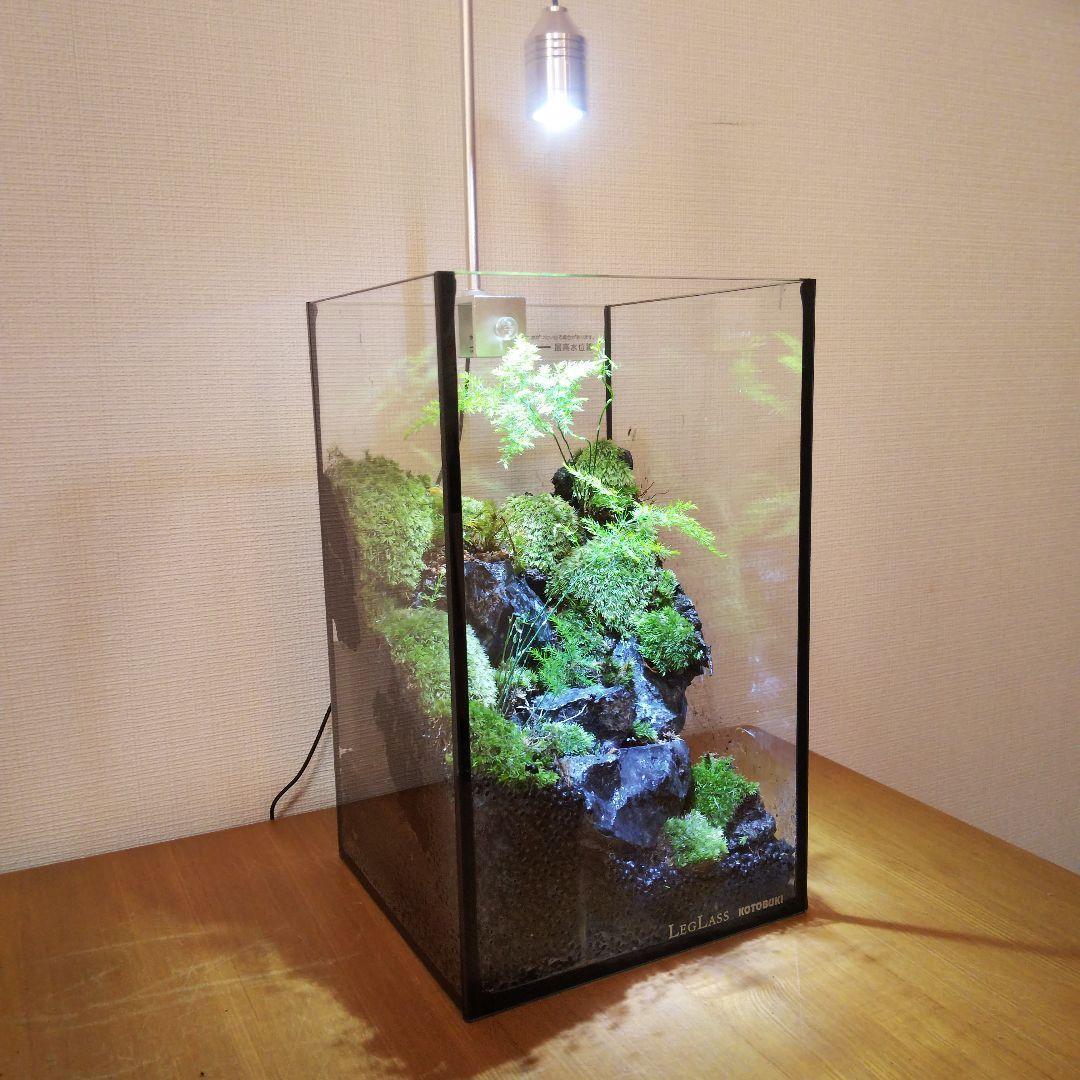 【受注生産】苔テラリウム 苔ボトル ホソバオキナゴケ