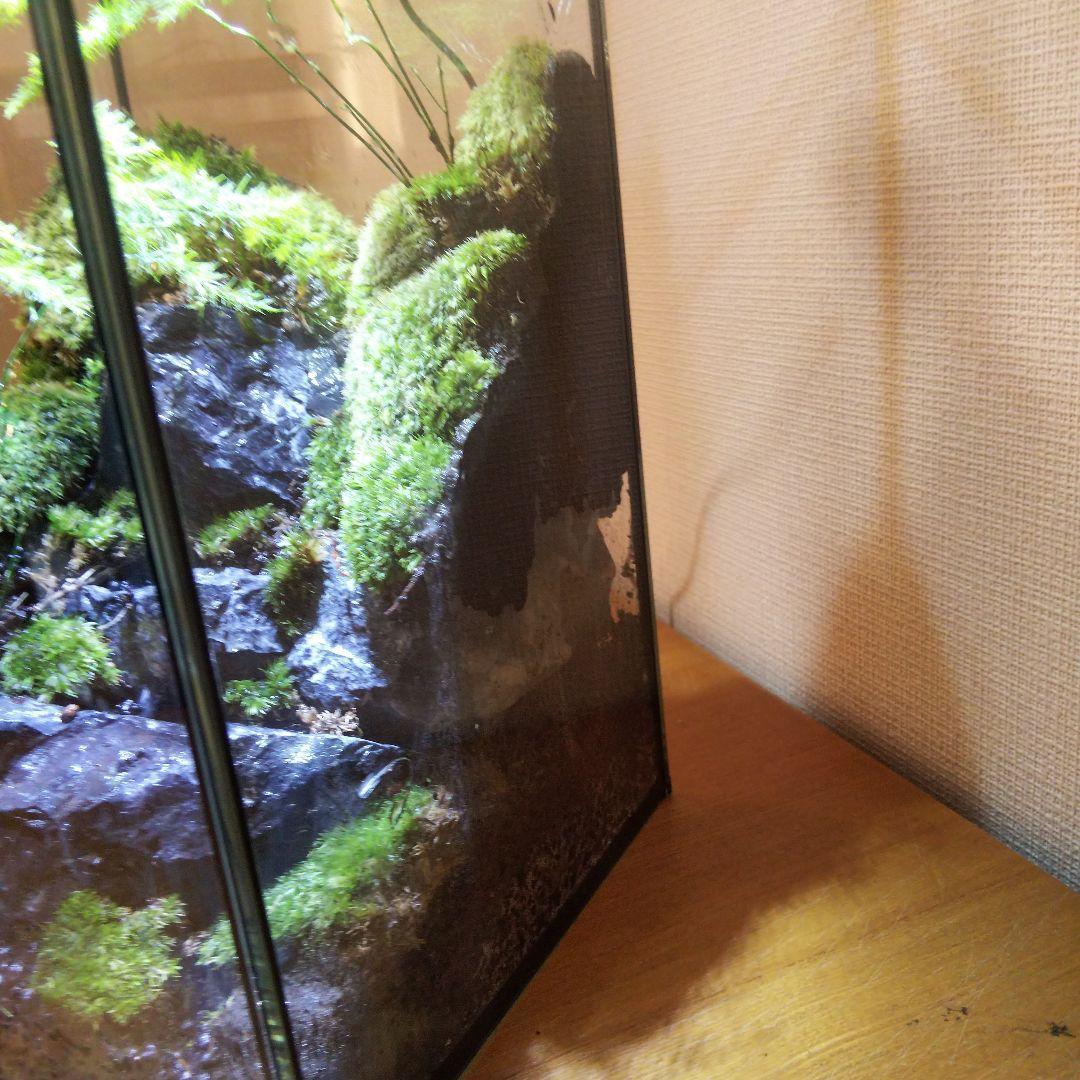 【受注生産】苔テラリウム 苔ボトル ホソバオキナゴケ