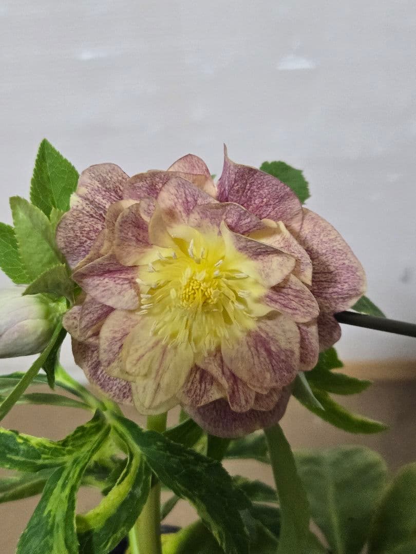 m*n様 ☆クリスマスローズ☆ダブル　ゴールド☆5号ポット☆