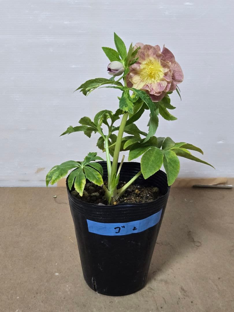 m*n様 ☆クリスマスローズ☆ダブル　ゴールド☆5号ポット☆