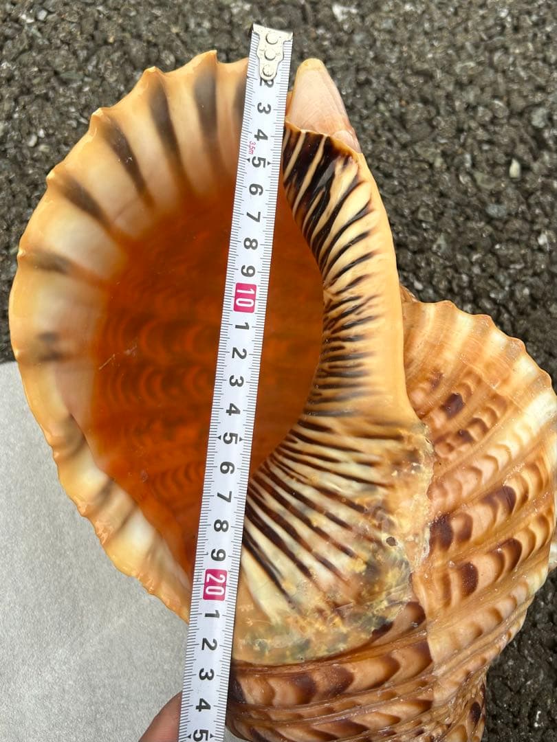 特大　法螺貝　41.5cm 美品　蓋付